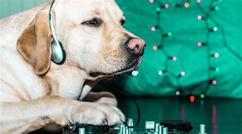 Can Dogs Understand Music? A Deeper Exploration into the Canine-Musical Connection